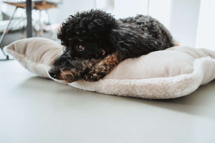 HUNTER Hundebett Rockford